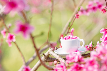 Cup of coffee with spring flower petals in the spring garden