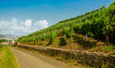 Fototapeta na wymiar Vineyard on hill and old city with red roofs on horizon