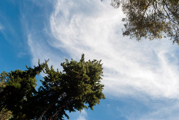 Ant view, outdoor trees sky with beautiful clouds at sunrise, cypress tree and eucalyptus.