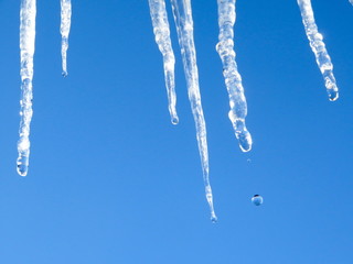Melting icicles against the blue spring sky.