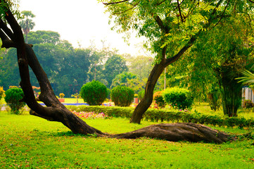 Naklejka premium Soil creep fallen tree with curved shape tree trunk lying on ground in Crooked Forest woodland environment. Curving branch plant root bend towards sun. Autumn fall garden front or back yard public par