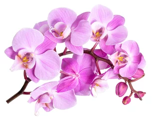 Foto op Plexiglas pink flower phalaenopsis orchid isolated on white background © Oleksandr