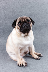 Pug dog with sad big eyes sits on a gray background and looks at the camera