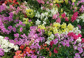 Multicolored floral background with a snapdragon flowerbed