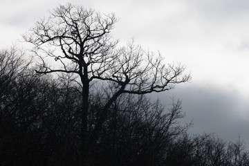 Fototapeta na wymiar Ominous Silhouetted Tree on a Cold Overcast Morning