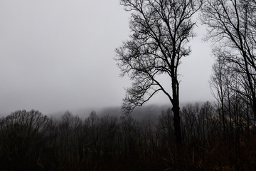 Obraz na płótnie Canvas Ominous Silhouetted Tree on a Cold Foggy Morning