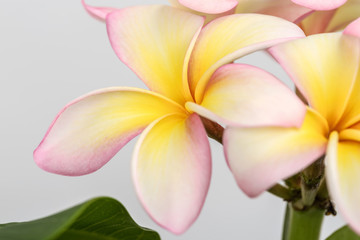 Plumeria