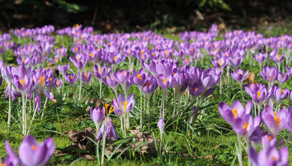 Wide angle view of a field full of bright purple crocus, flowering in the springtime. Selective focus. © Imladris