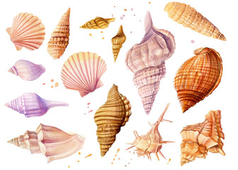 Watercolor set off seashells, isolated on white background. Hand drawn illustrations - obrazy, fototapety, plakaty