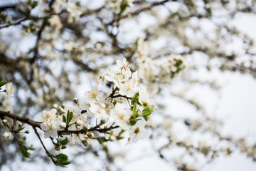 Lovely white cherry blooms on the branches. They are blooming before they get the leaves. From the neighbours backyard