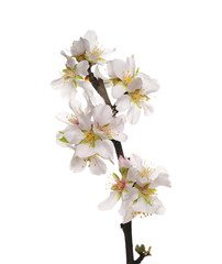 Obraz na płótnie Canvas Spring flowers isolated on white, with clipping path