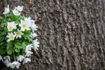 First spring flowers. I picked them in the park visit this evening