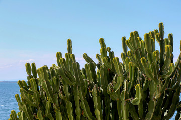 Cactus plant near the sea