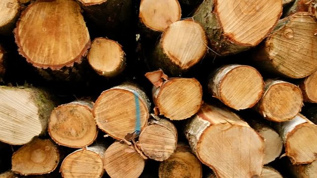 Horizontal pan shot with a closeup of a huge woodpile felled because of pest infestations. Seen in March in Bavaria, Germany