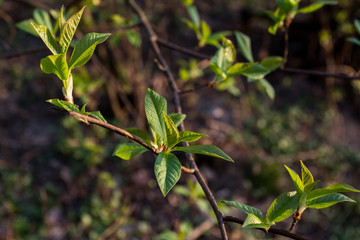 First spring leaves in the park. On the evening sun. Last sunbeams of the day