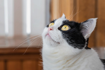 Portrait of a beautiful adult young black and white cat with big yellow eyes looking up on the beige background