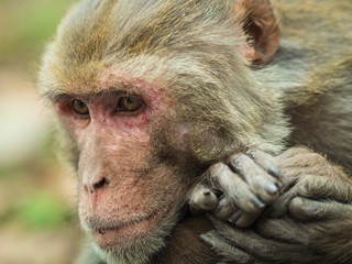 Old wise philosopher macaque resting its head on its hands, relaxing, thinking and looking
