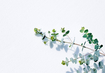 Medicinal leaves of eucalyptus - Eucalyptus little boy blue