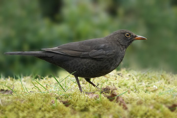 Fototapeta premium weibliche Amsel, Turdus merula, auf dem Boden, der aus Moos besteht