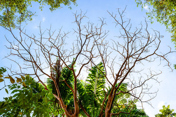 Dry Brown Branches over green leafy palm trees in the clear blue sky