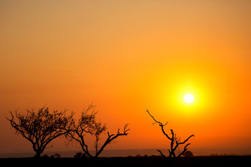 Atardecer naranja y siluetas de arboles