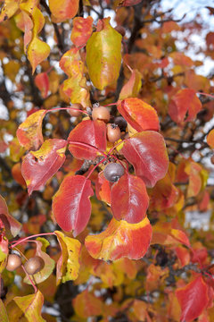 Pyrus Calleryana