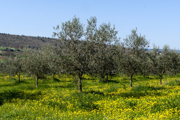 Olivos de Puglia, Italia
