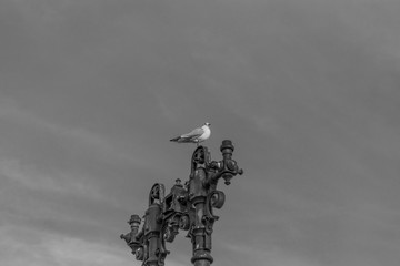 A seagull standing on an old lamp post with some interesting shapes and the sky in the background...