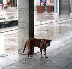 perros atados bajo la lluvia