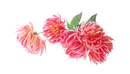 pink dahlias isolated on white background © Maya Kruchancova