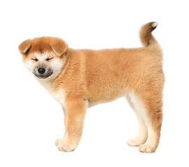 Obraz premium Cute Akita Inu puppy on white background. Baby animal