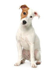 Cute Jack Russel Terrier on white background. Lovely dog