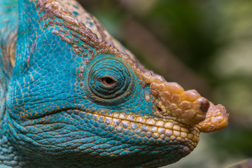 close up of colourful male parson's chamaleon head looking at camera in natural habitat during daylight in andasibe-mantandia national parc madagascar