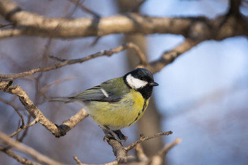 Obraz premium Sikora bogatka (Parus major)