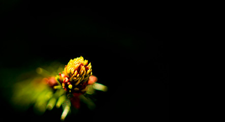 Young shoots of spruce. On a black background. Macro photo. Copy space for text.