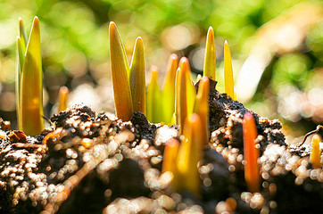 Primroses.  Grape Hyacinth (Muscari) growing with sprouts.