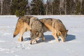 Fototapeta na wymiar Grey Wolves (Canis lupus) Sniff About in Snowy Field Winter