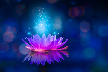 lotus Pink light purple floating light sparkle purple background