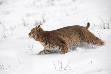 Bobcat (Lynx rufus) Makes Quick Turn Left in Snow Winter