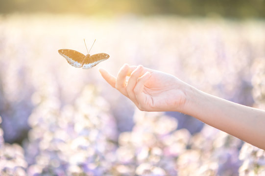 Fototapeta The girl frees the butterfly from the jar, golden blue moment Concept of freedom