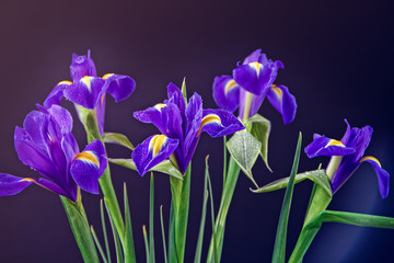 A bouquet of fresh irises is isolated on a black background. Drops of water are on the petals. Beautiful spring background.