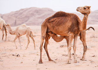 A mother camel feeds her baby in the desert. 