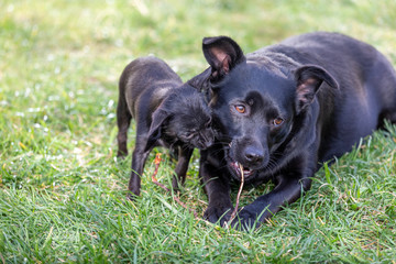 Two cute black dog´s chewing a stick