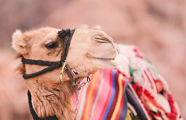 Profile of a camel with a colorful blanket.