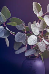 A branch of eucalyptus with fresh round leaves is in a vase and is isolated on a black background. Drops of water are on the leaves. Spring background.