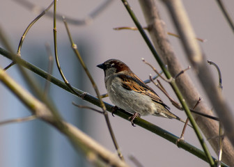 Natural bird Sparrow in the wild.