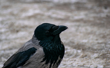 The sly black crow wants to steal something.