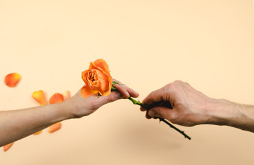 Man's and woman's hands delivering a rose. Copy space. Romantic concept.
