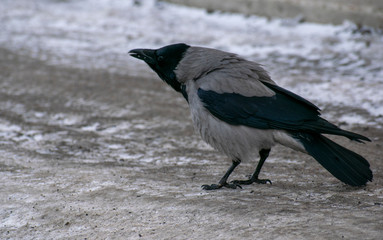 The sly black crow wants to steal something.