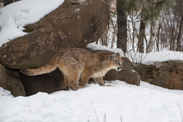 Fototapeta premium Female Cougars (Puma concolor) Climb Out of Den Winter